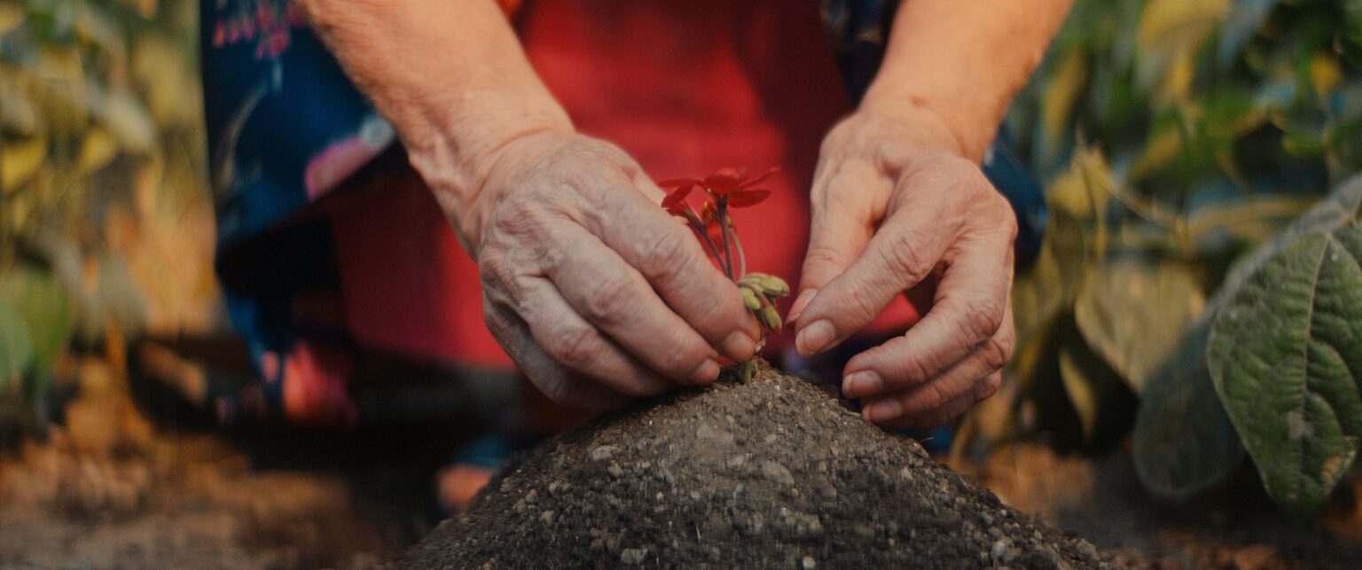 La Truffa, directed by Matteo Stipa and Michele Marchionne: Mirella's hands place a red flower on a mound of earth in the vegetable garden