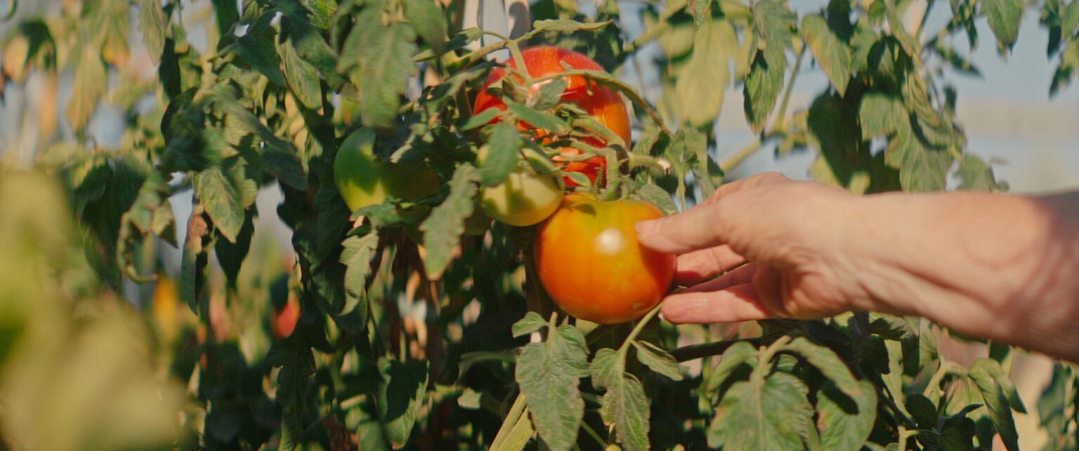La Truffa, directed by Matteo Stipa and Michele Marchionne: a hand picks a ripe tomato from the plant