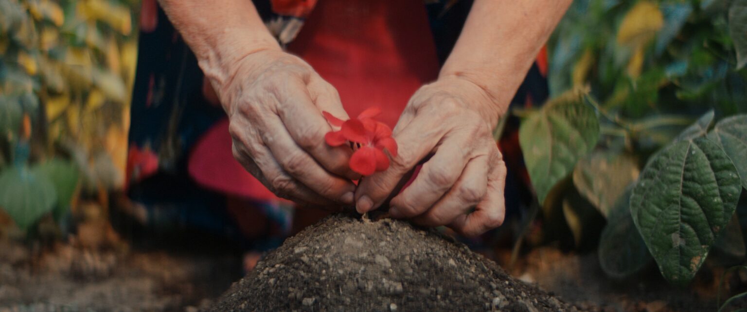La Truffa, directed by Matteo Stipa and Michele Marchionne: Mirella's hands hold a red flower above a mound of earth in the vegetable garden